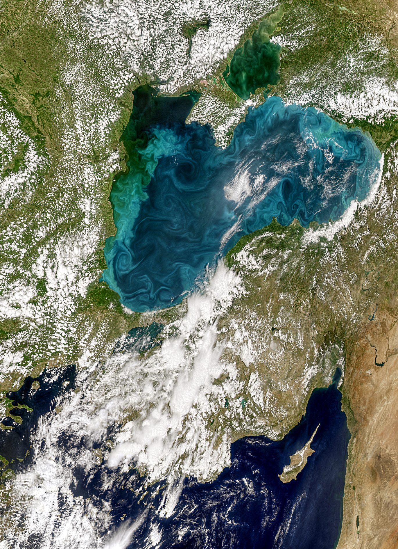 Karadenizde plankton patlaması